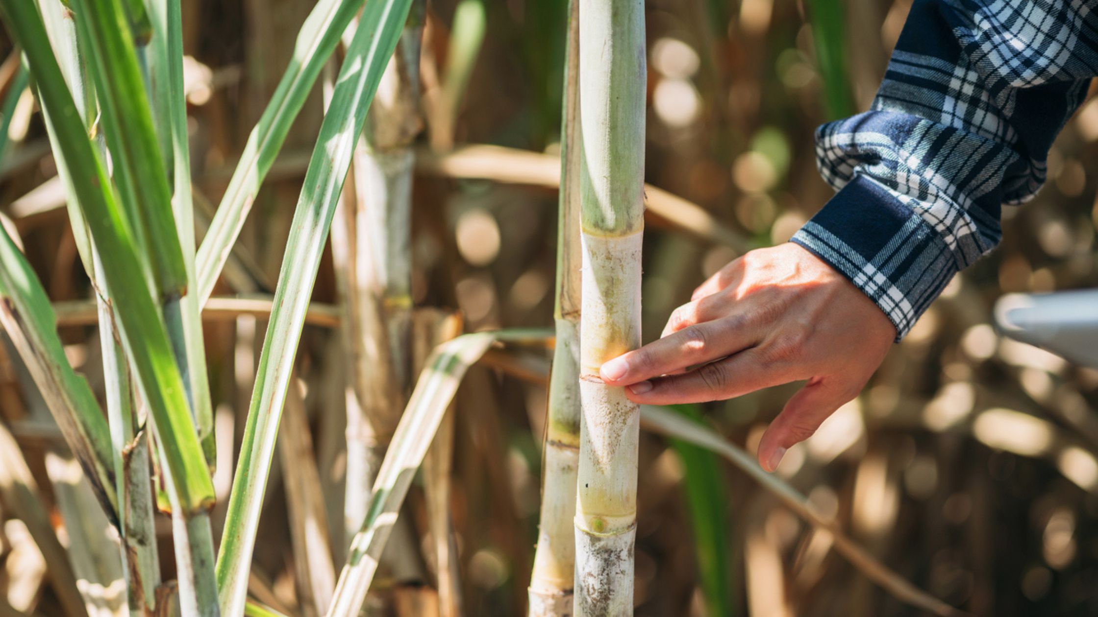 A close up image of sustainable sugar cane with a hand